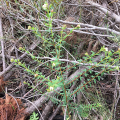Pimelea linifolia collina
