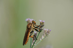 Cophinopoda chinensis