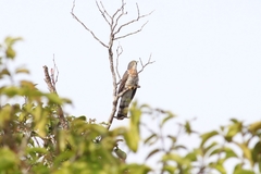 Hierococcyx sparverioides