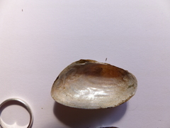 Pseudanodonta complanata
