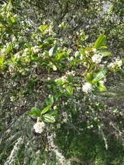 Ceanothus velutinus