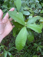 Alstonia muelleriana