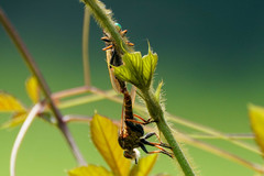 Cophinopoda chinensis