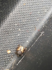 Onthophagus nuchicornis
