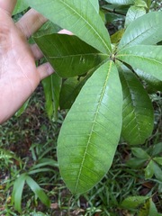 Alstonia muelleriana