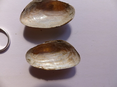 Pseudanodonta complanata