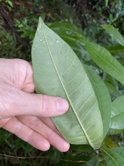 Alstonia muelleriana