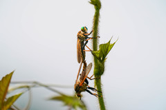 Cophinopoda chinensis