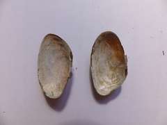 Pseudanodonta complanata
