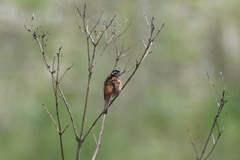 Emberiza cioides