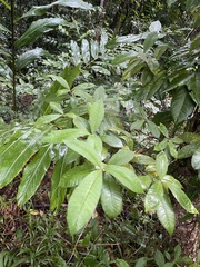 Alstonia muelleriana