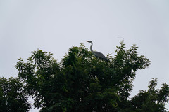 Ardea cinerea