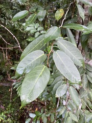 Ficus pantoniana