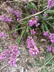 Erica cinerea