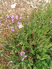 Erica cinerea
