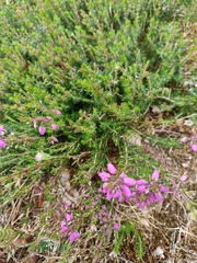 Erica cinerea