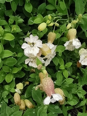 Silene uniflora