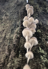Mycena subgalericulata