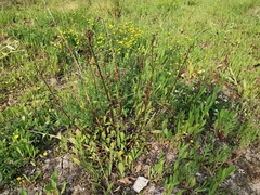 Scrophularia auriculata