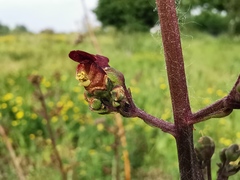 Scrophularia auriculata