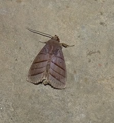 Asta quadrilinea