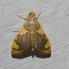 Rehimena phrynealis
