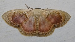 Somatina rosacea
