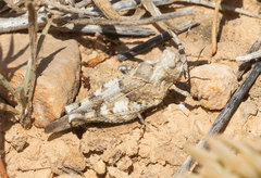 Oedipoda charpentieri