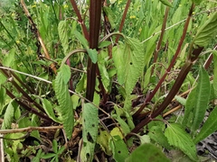 Scrophularia auriculata
