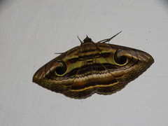 Spirama helicina