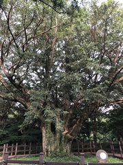 Torreya nucifera