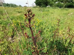 Scrophularia auriculata
