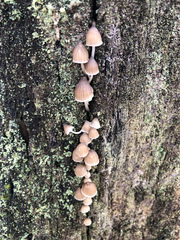 Mycena subgalericulata