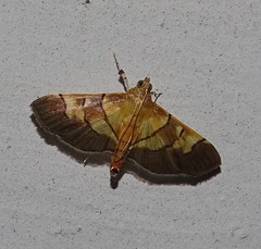 Syngamia latimarginalis