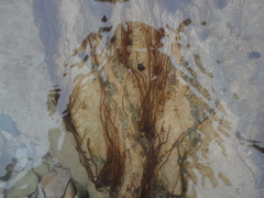 Nemalion vermiculare