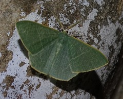 Thalassodes quadraria