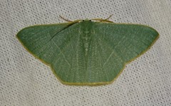 Thalassodes quadraria