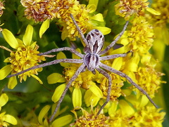 Rhysodromus