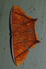 Thinopteryx crocoptera