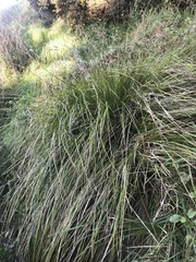 Carex virgata