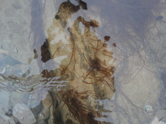 Nemalion vermiculare