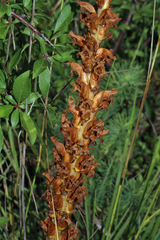 Orobanche gracilis