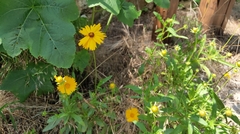 Coreopsis lanceolata