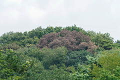 Platypus quercivorus