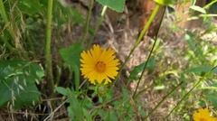 Coreopsis lanceolata