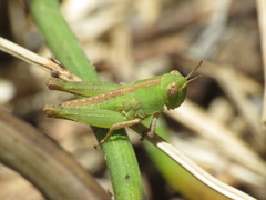 Aiolopus strepens