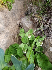 Symphytum brachycalyx