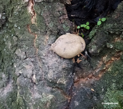 Lycogala flavofuscum