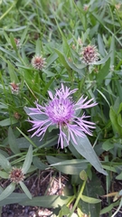 Centaurea oxylepis