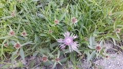 Centaurea oxylepis